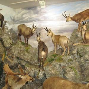Visita al museo de la Fauna Salvaje