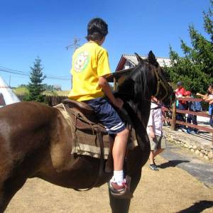 Caballos (Hípica)