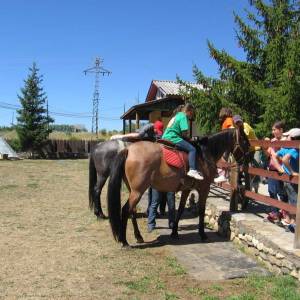 Caballos (Hípica)