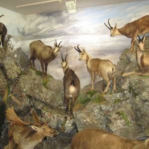 Excursión al Museo de la Fauna Salvaje